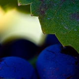 Wine Tour, Travel Agent, Tbilisi, Georgia, Caucasus, incoming tourism, Handmade Souvenirs, taxi, hotel, tour, excursion, guide
