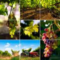 Wein and gourment Touren